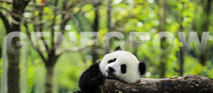 健高儿科 &middot; 成都锦江